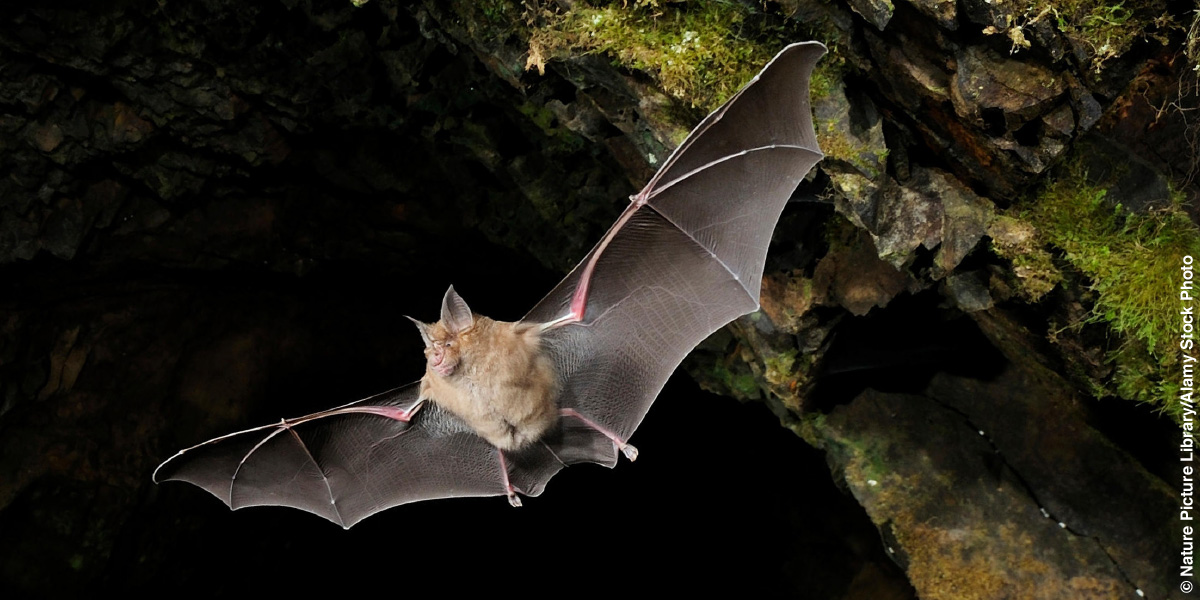 Un murciélago entrando en una cueva.