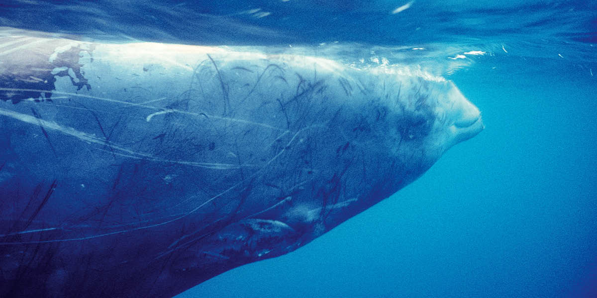 Un zifio de Cuvier.