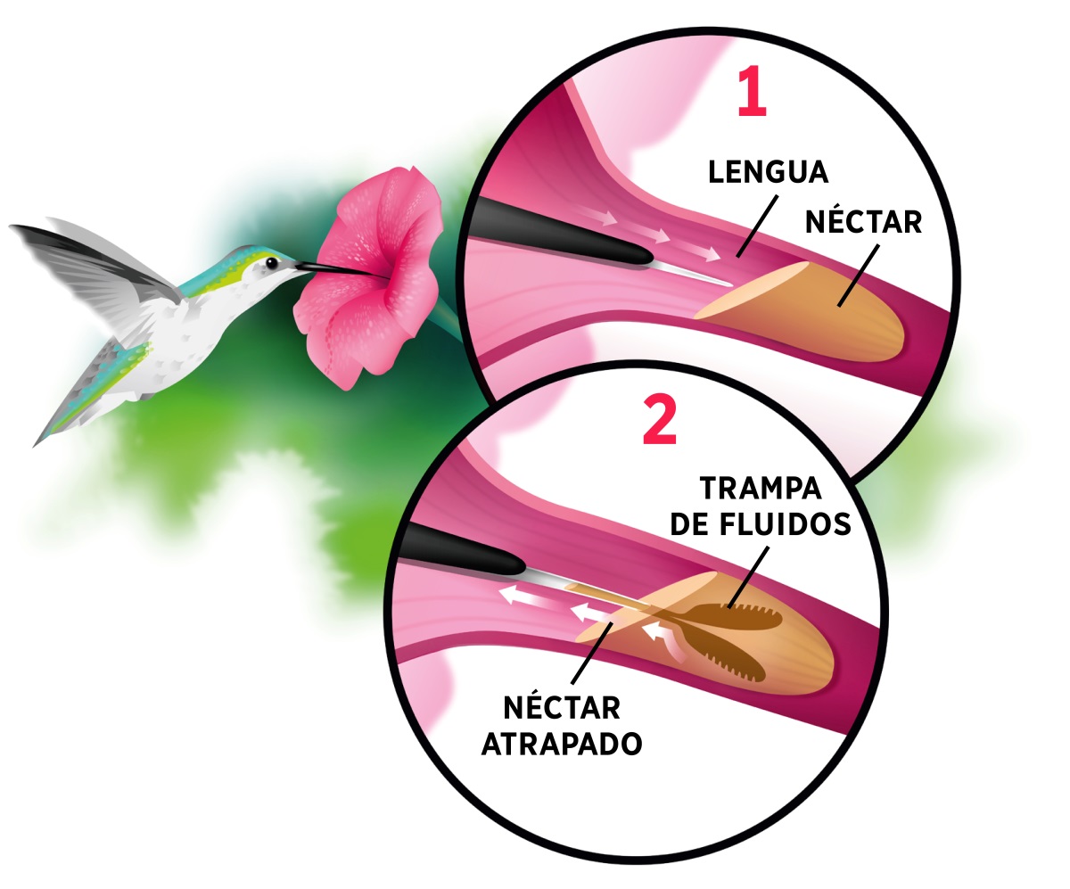 Fotos de un colibrí tomando néctar de una flor. En unos círculos aparecen: 1. Su lengua entra en contacto con el néctar de la flor. 2. Las dos puntas de su lengua atrapan el néctar y lo recogen.