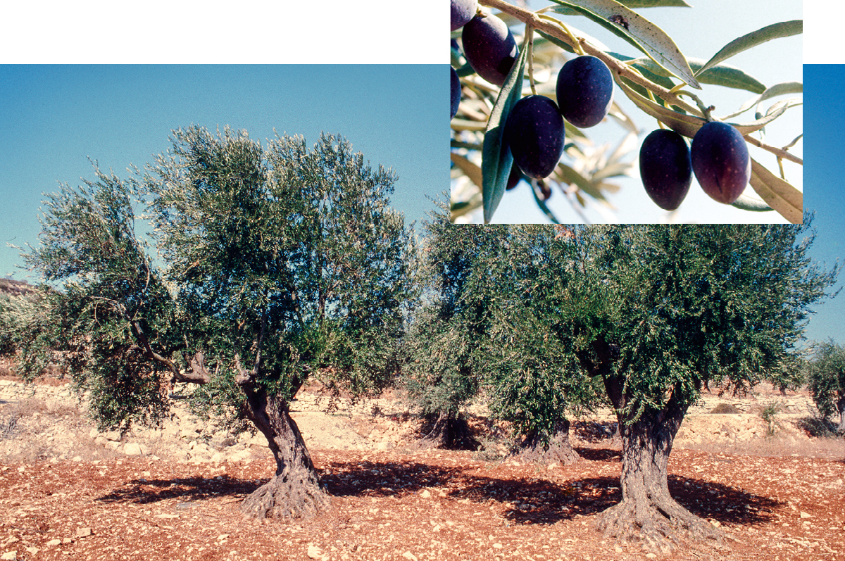 [Εικόνες στη σελίδα 742]