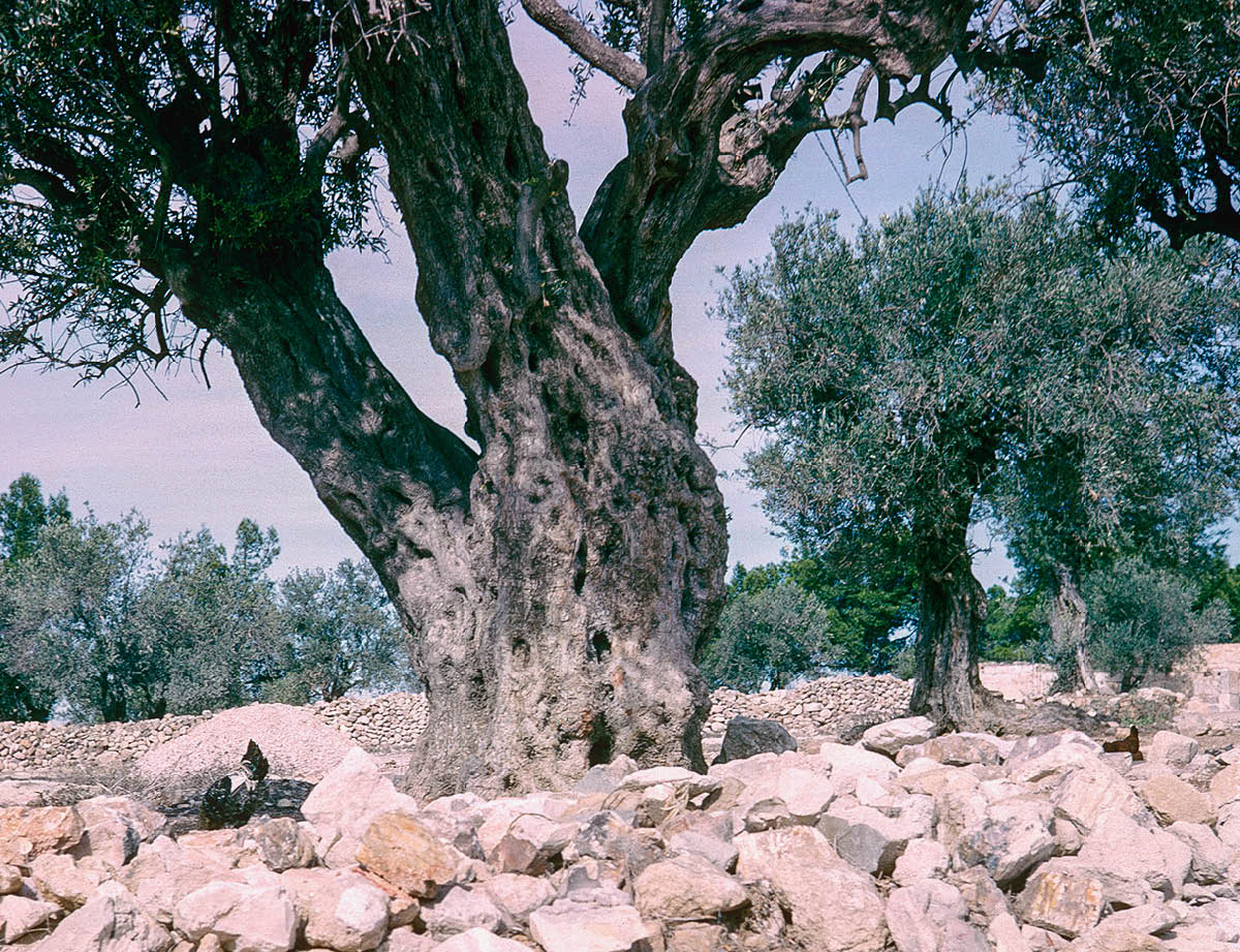 [Εικόνα στη σελίδα 912]