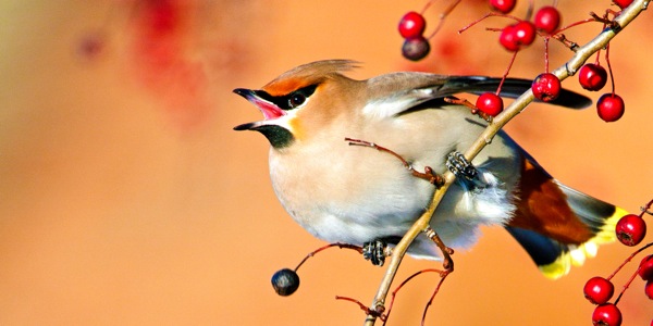 A bird