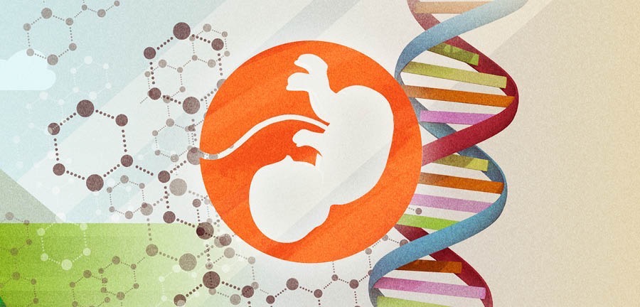 The genetic development of the human embryo