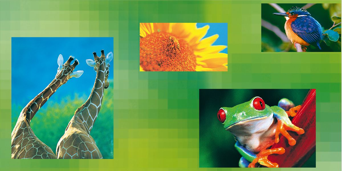 Giraffes, a sunflower, a bird, a frog