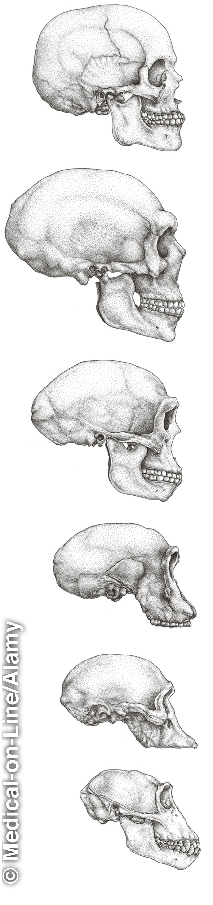 Human and ape skulls