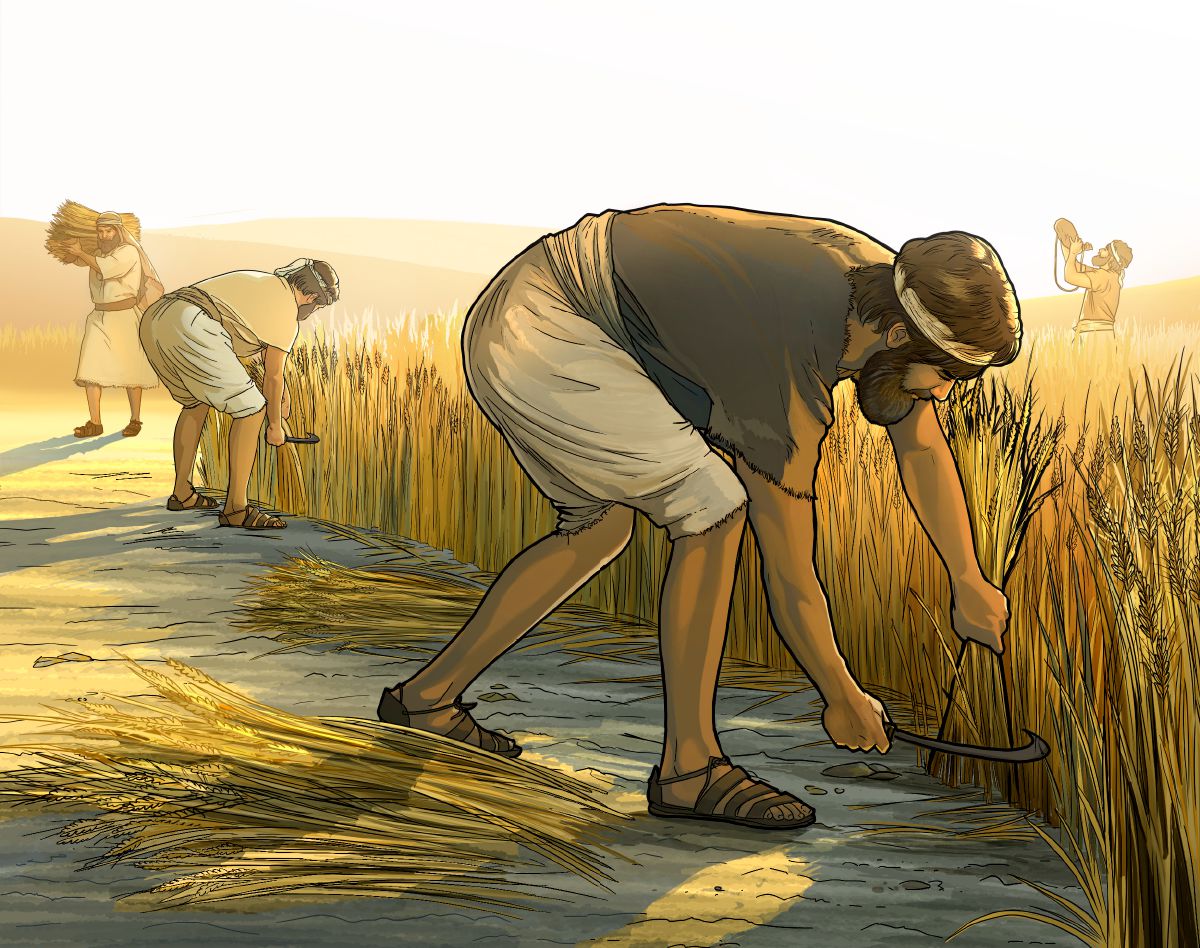 Cosechadores