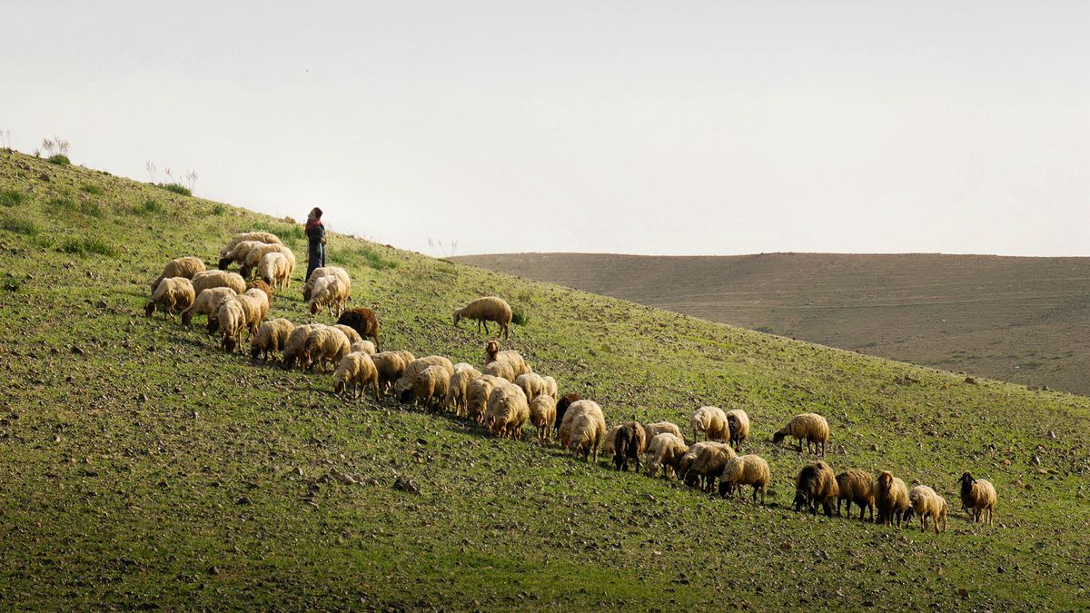 Un pastor con un rebaño de ovejas en una extensa ladera verde de una montaña.
