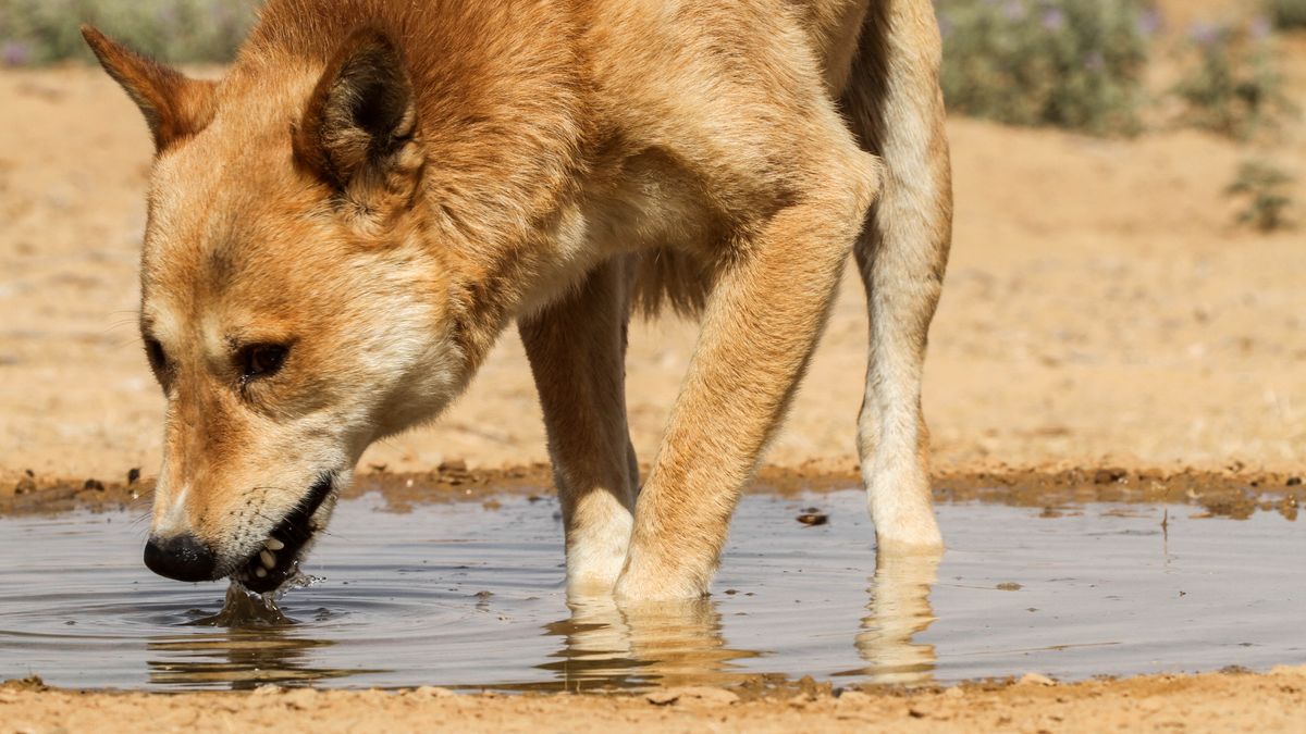 Un perro salvaje bebiendo agua de un charco.