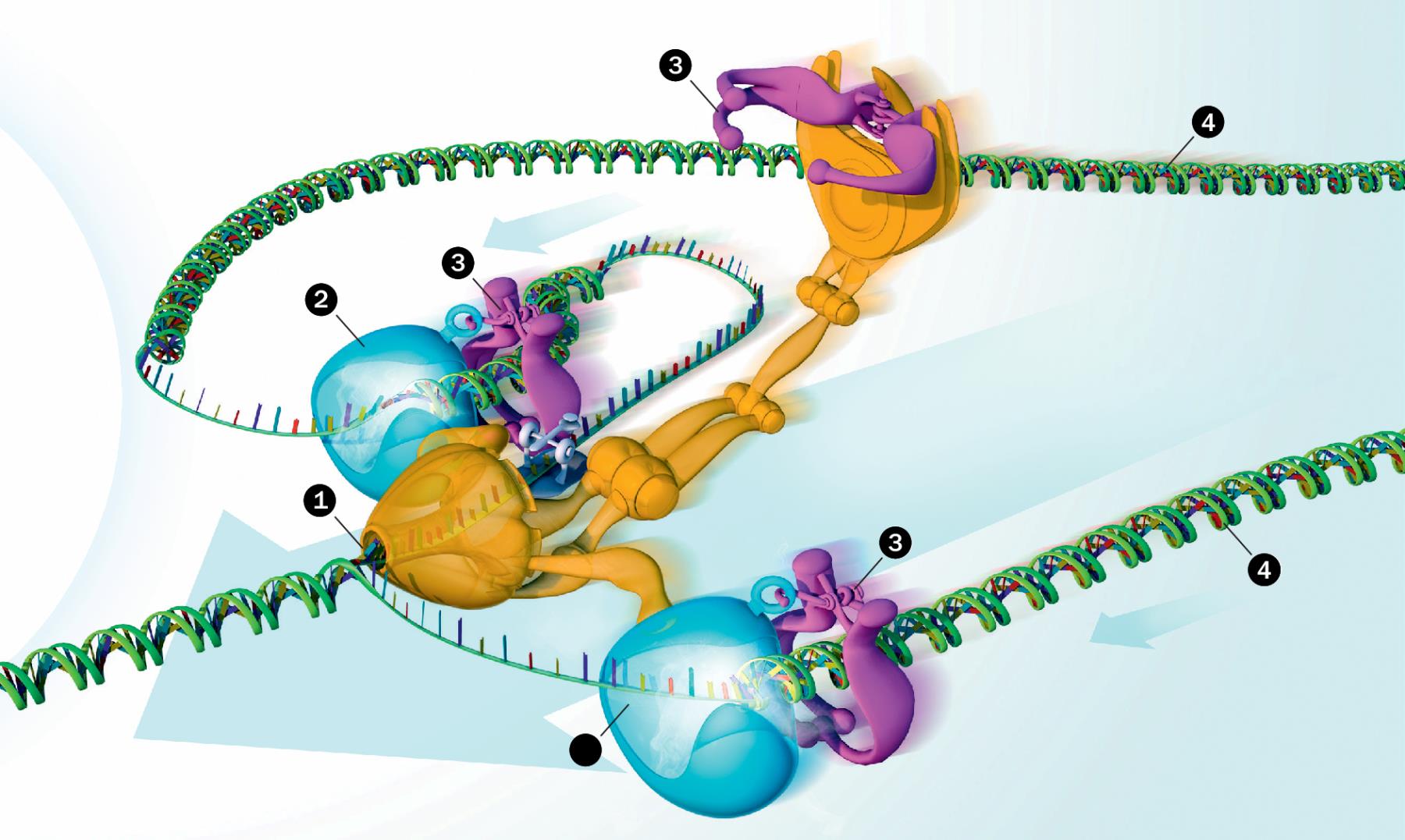 Ensüümimasin kopeerib DNA-d