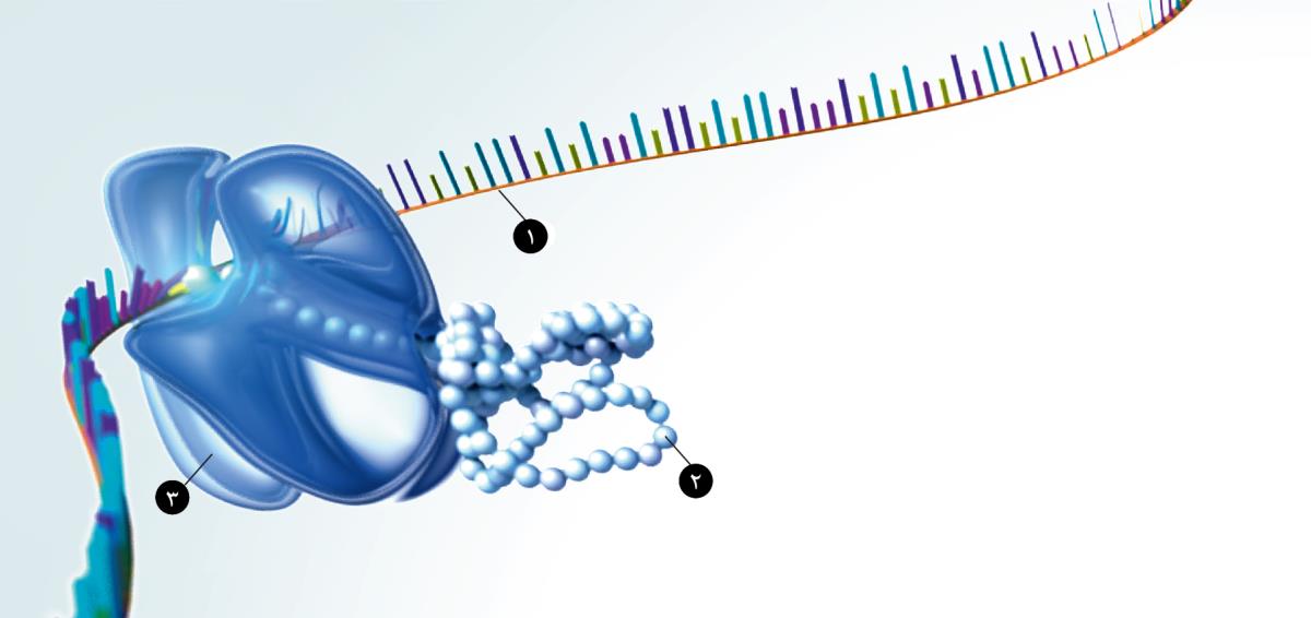 RNA،‏ پروتئين و ريبوزوم