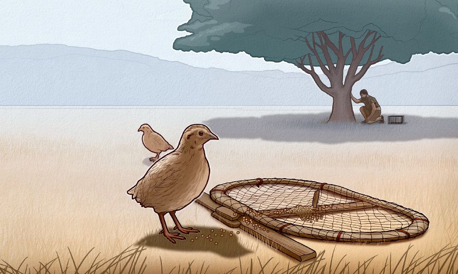 پرنده‌ای نزديک به دام صياد