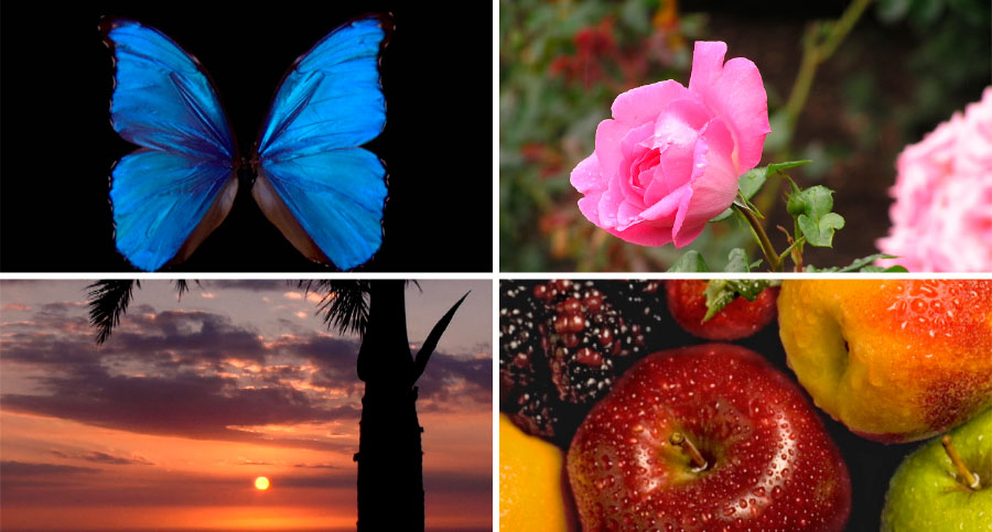 گلی صورتی‌رنگ،‏ پروانه‌ای آبی‌رنگ،‏ ميوه و خورشيد