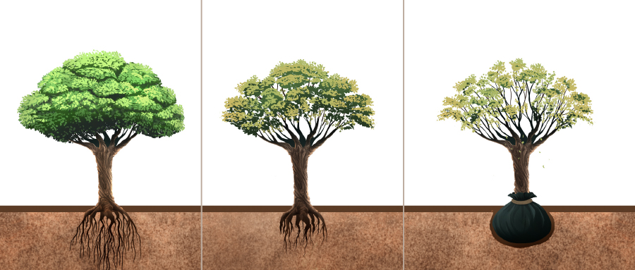 درختی كه به خاک جديد منتقل شده است،‏ به‌تدريج ريشه‌اش در خاک رشد می‌كند 