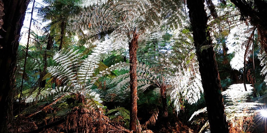 Cyathea dealbata-lajin puusaniaisia