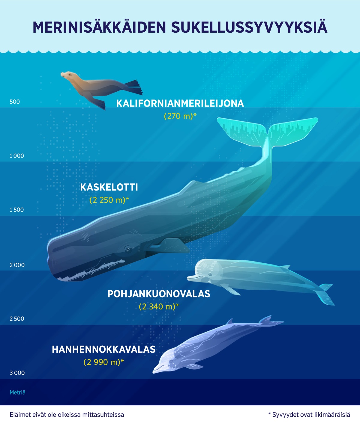 Neljän merinisäkkään likimääräiset sukellussyvyydet: 1) Kalifornianmerileijona: 270 metriä 2) Kaskelotti: 2 250 metriä 3) Nokkavalas: 2 340 metriä 4) Hanhennokkavalas: 2 990 metriä