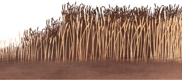 Vehnä ja rikkakasvit kasvavat yhdessä