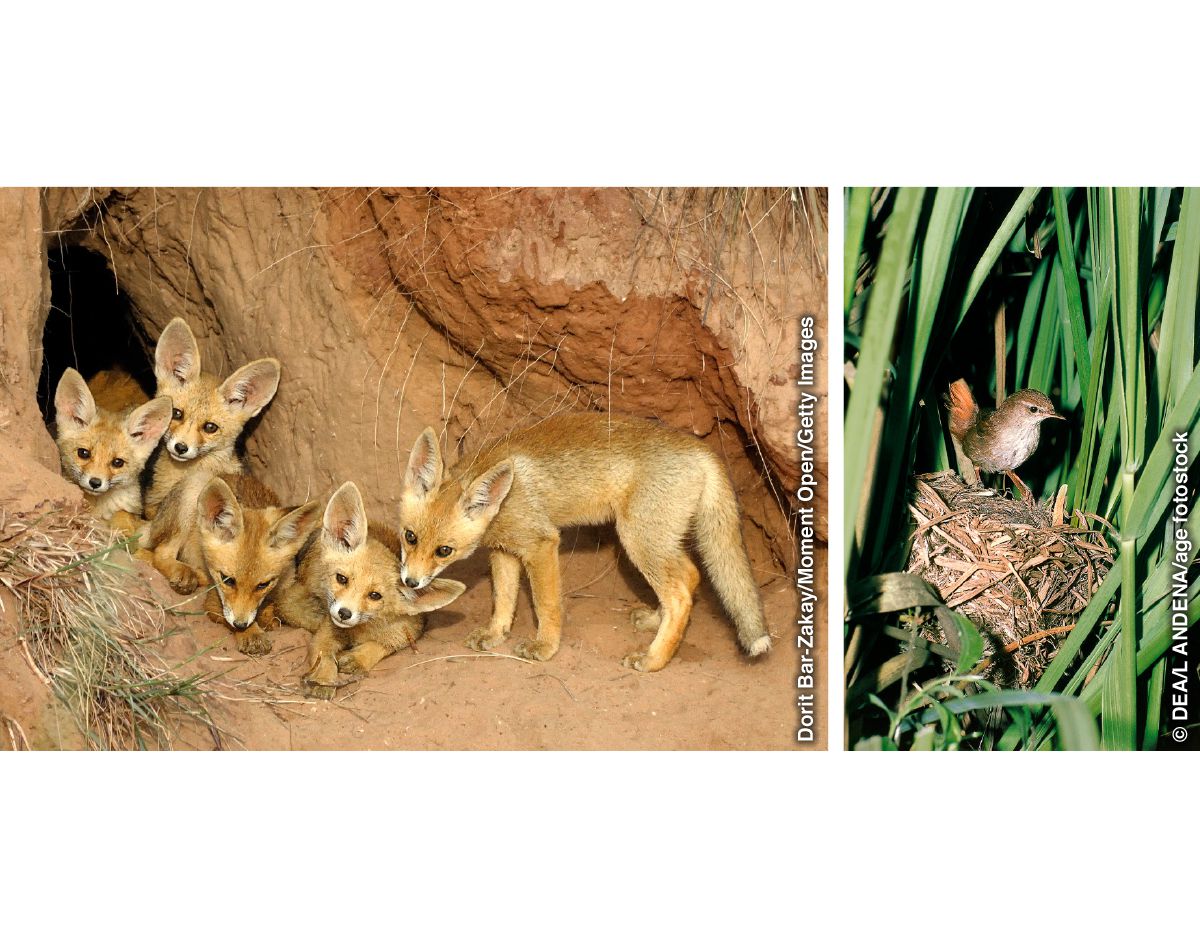 Kettujen kolot ja lintujen pesät