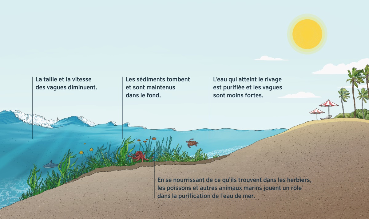Coupe transversale montrant des vagues qui arrivent sur une plage. Le fond marin, l’herbier marin et des animaux marins sont représentés. Lorsque les vagues s’approchent du rivage, l’herbier marin réduit leur taille et leur vitesse et capture les sédiments présents dans l’eau. Les poissons et autres animaux marins se nourrissent de ce qu’ils trouvent dans l’herbier. L’eau qui atteint le rivage est purifiée et les vagues sont moins fortes.