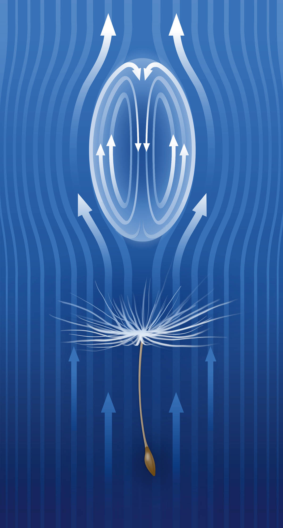 Image montrant comment un flux d’air circulaire autour d’une graine de pissenlit ralentit sa chute.