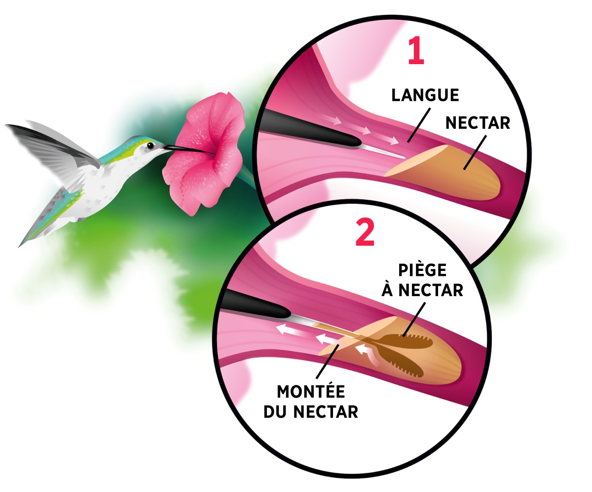 Collage : Un colibri boit le nectar d’une fleur. En médaillon : 1. Sa langue déployée entre dans le nectar de la fleur. 2. Sa langue, séparée en deux branches, piège le nectar et le fait remonter.