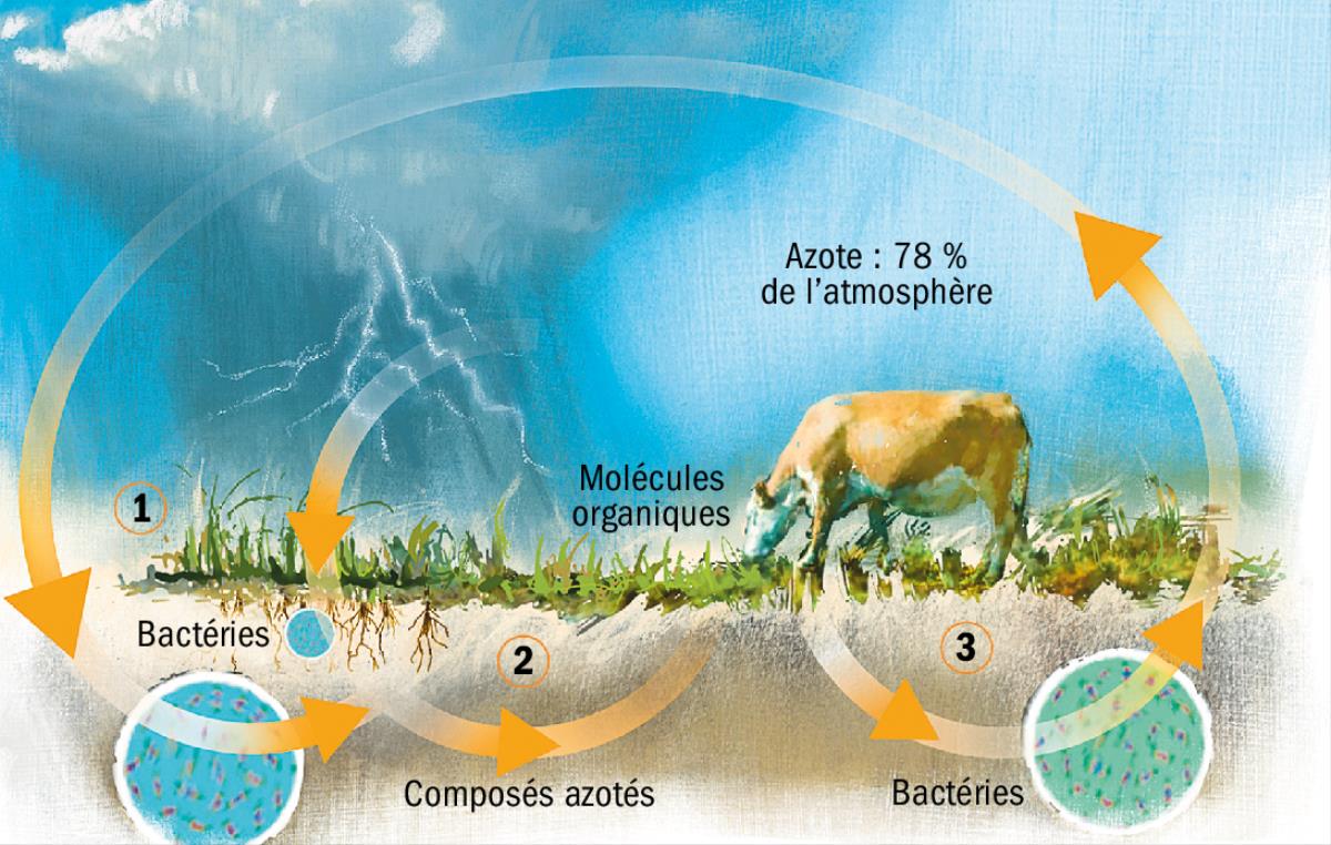 Le cycle de l’azote