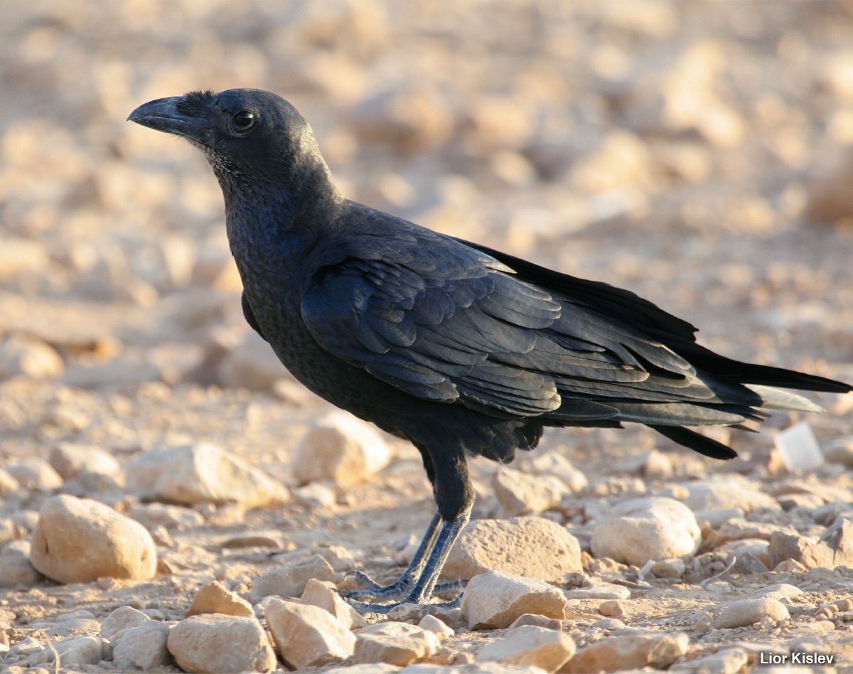 Corbeau