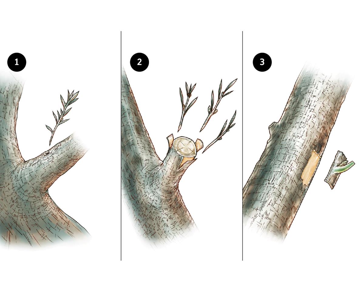 Greffe d’une branche d’olivier