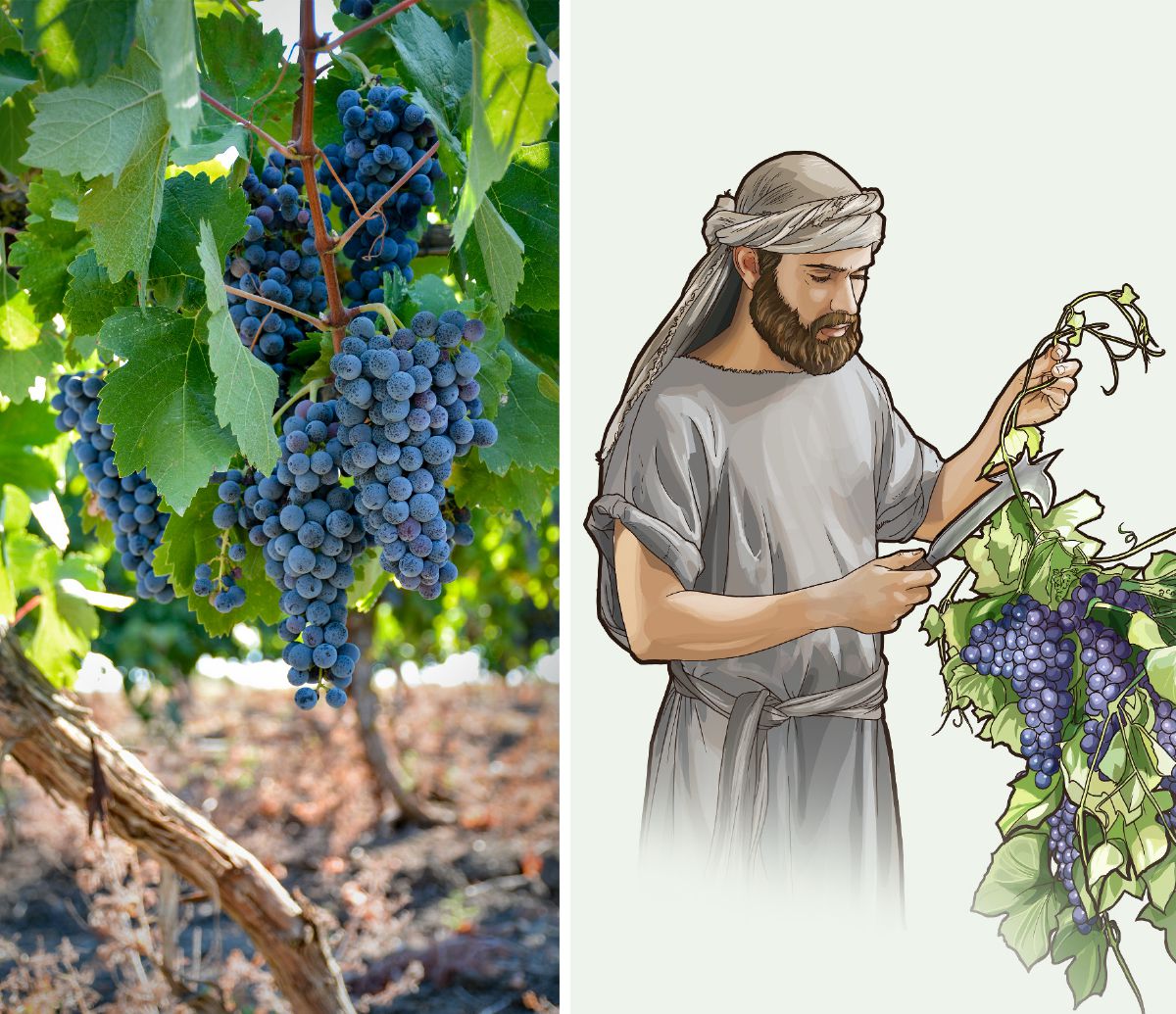 La vigne
