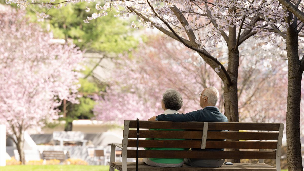 Un couple âgé est assis sur un banc, à l’extérieur. Ils sont entourés de cerisiers du Japon en fleurs.
