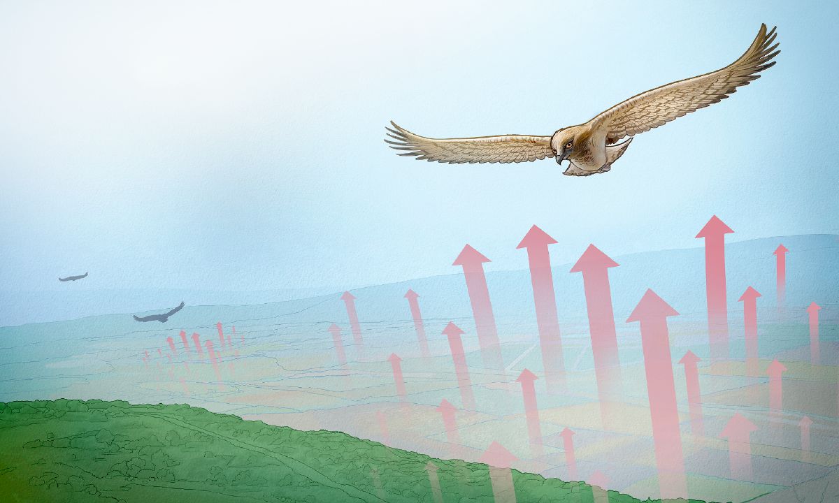 Adler gleiten mithilfe der Thermik durch die Luft