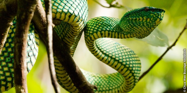 સાપ ઝાડ પર ચડી રહ્યો છે