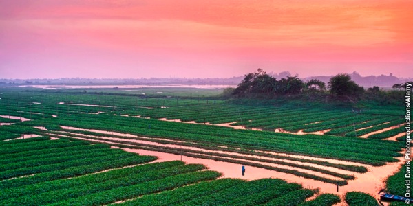 Arroz pabi Camboya nakuajawata