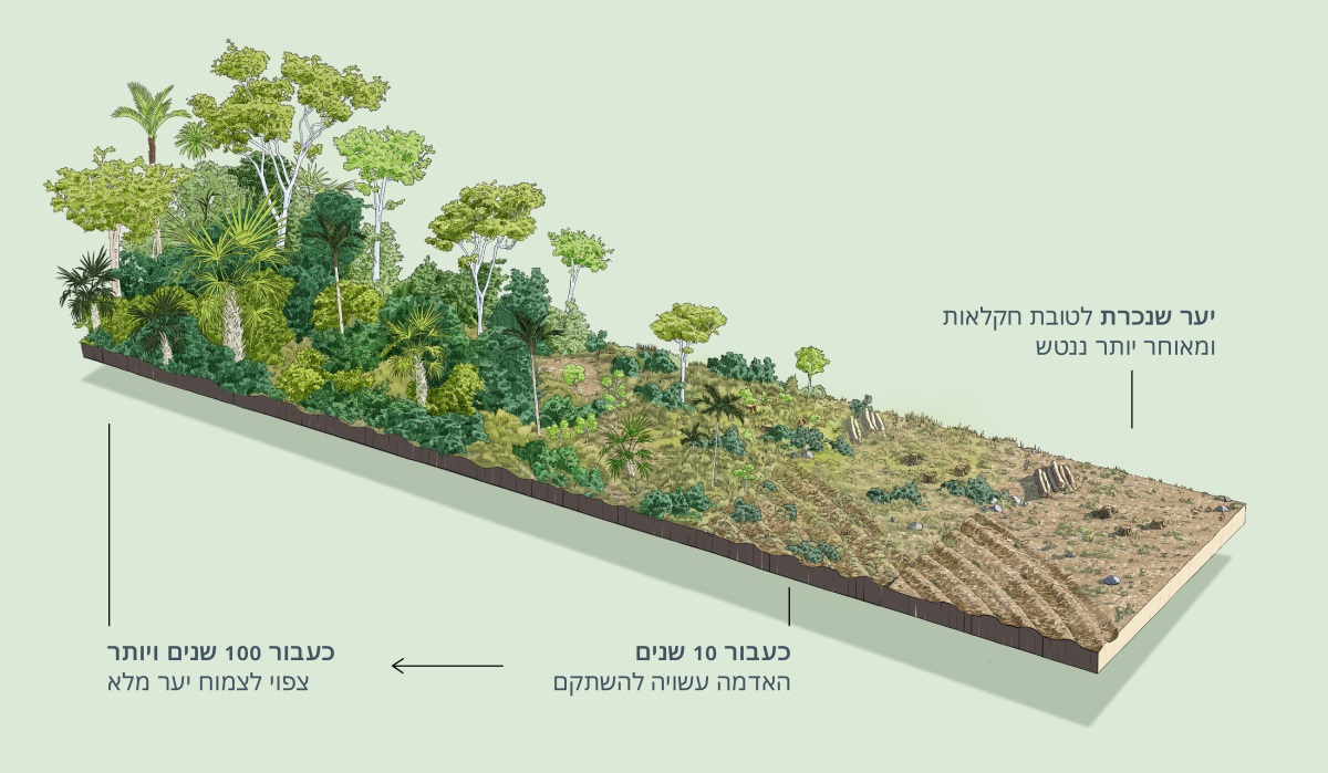 איור המתאר את יכולת ההשתקמות של יער שנכרת לטובת חקלאות ומאוחר יותר ננטש.‏ כעבור 10 שנים האדמה יכולה להשתקם.‏ כעבור מאה שנה או יותר צפוי שוב לצמוח במקום יער מלא.‏