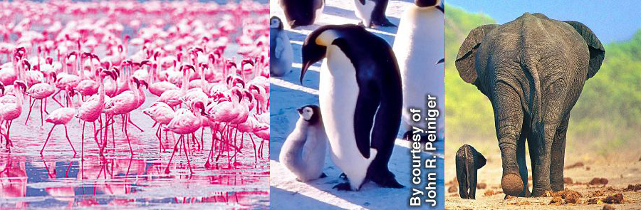 פילים,‏ פינגווינים וציפורי פלמינגו עם צאצאיהם