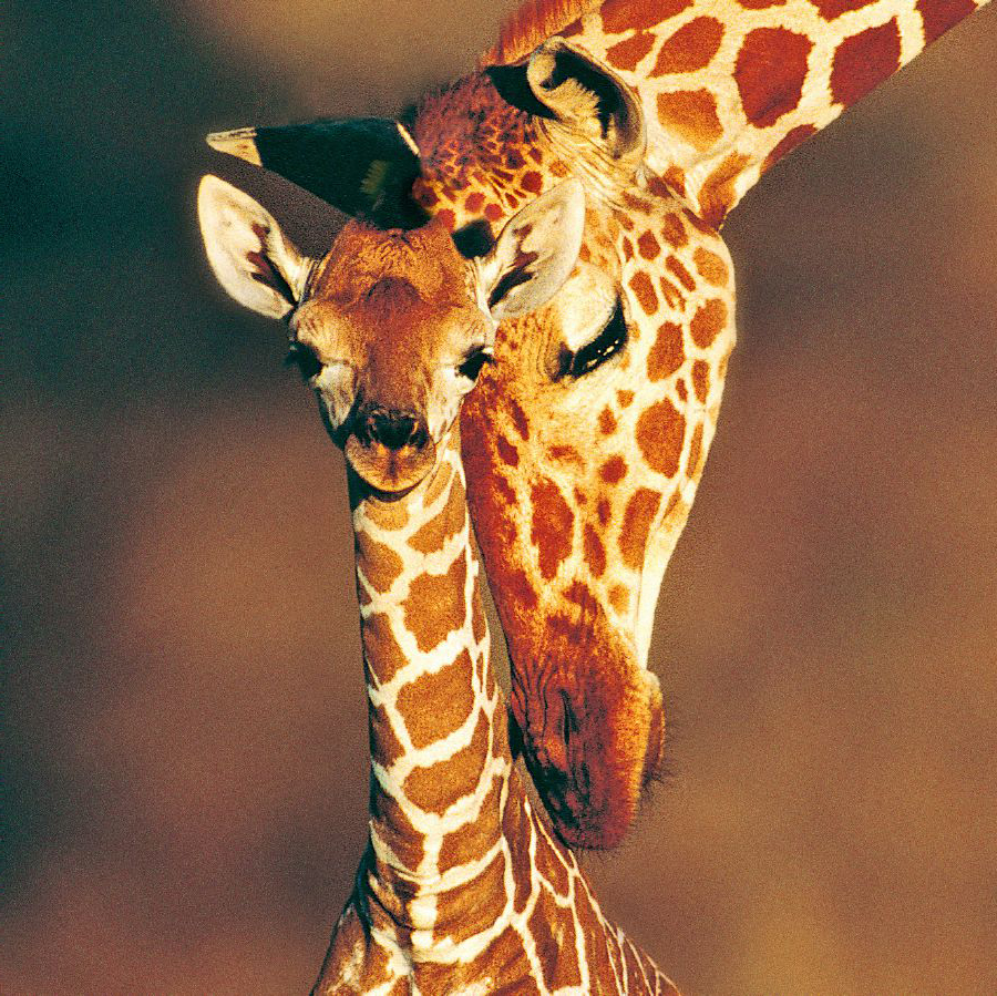 ג’‏ירפה וגורה