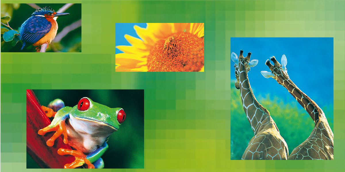 ג’‏ירפות,‏ חמנייה,‏ ציפור,‏ צפרדע