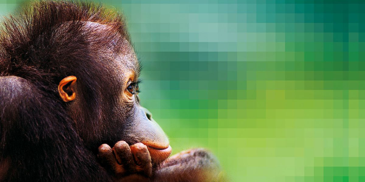 אורנג־אוטן