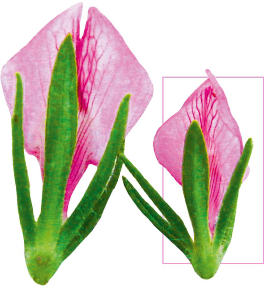 צמח מוטנט שפרחיו גדולים