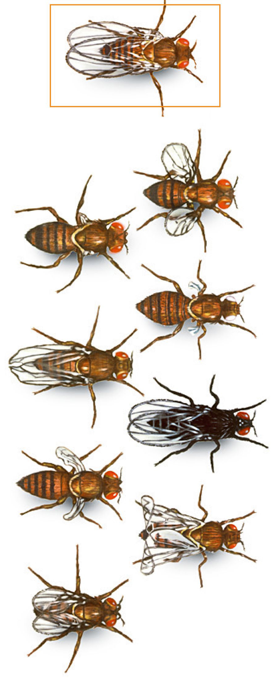 זבובי פירות מוטנטים