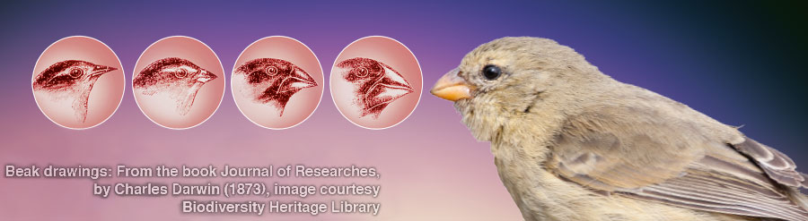 פרושי דרווין