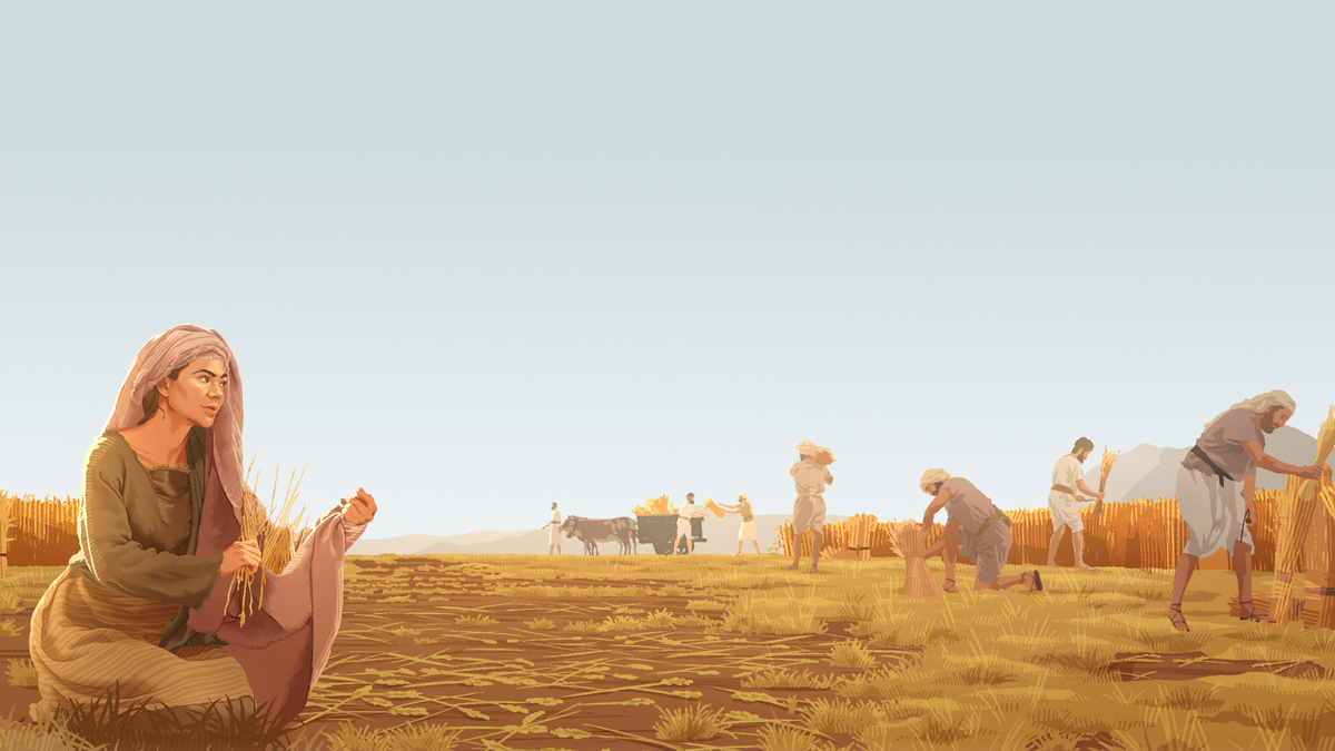 רות מלקטת שעורה מאחורי הקוצרים בשדה של בועז.‏