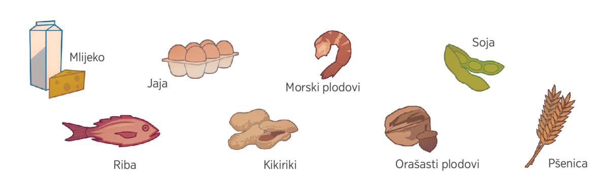 Mlijeko, jaja, morski plodovi, soja, riba, kikiriki, orašasti plodovi i pšenica