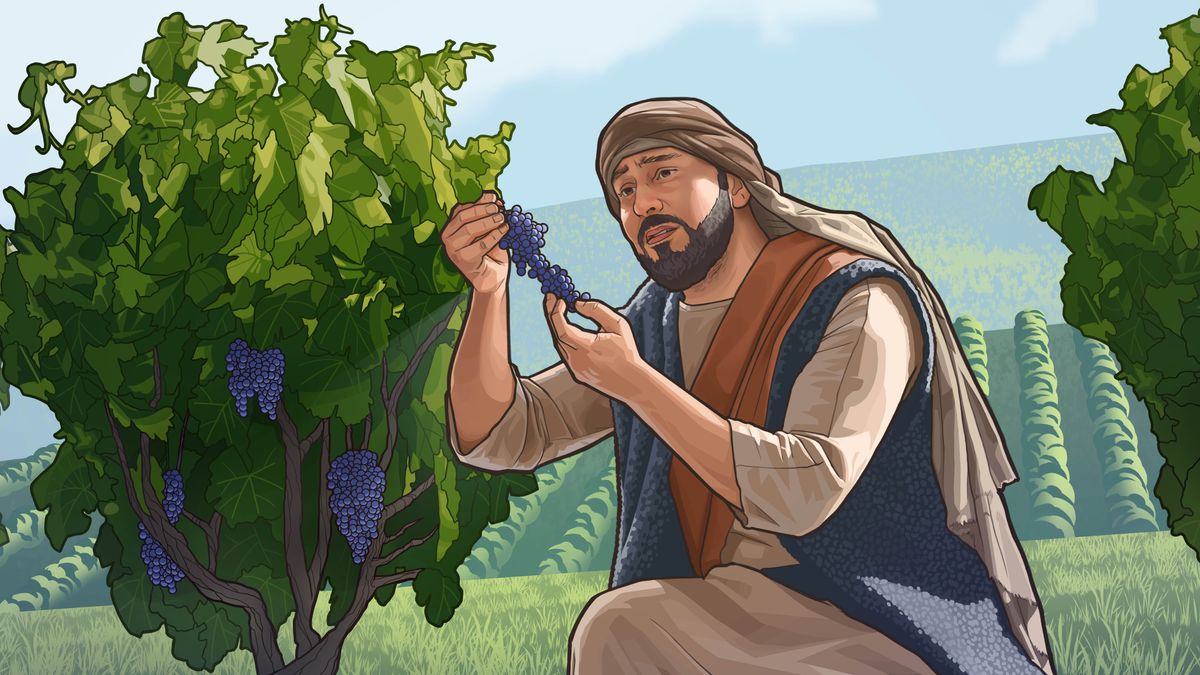 A One grape farmer stay bum out wen he look his grapes in da field.
