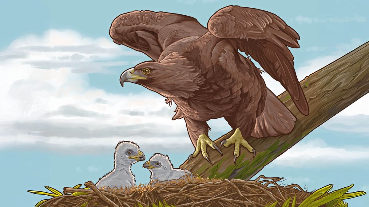 One eagle stay above her nes, keeping her bebes safe.