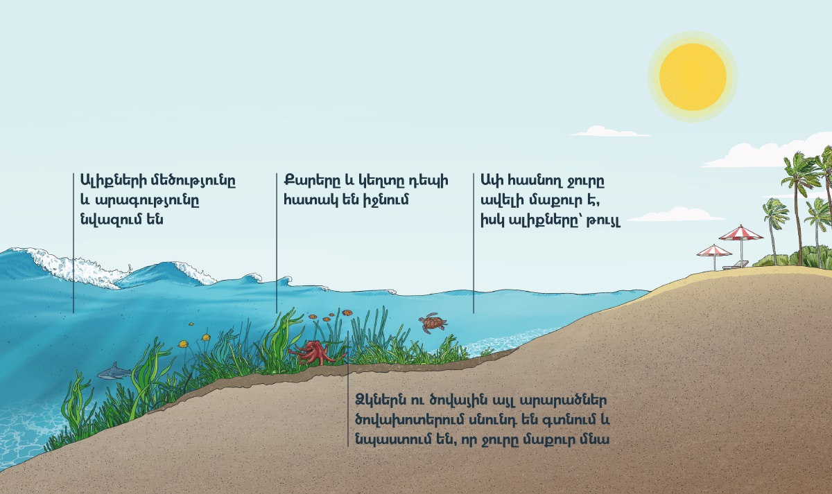 Կտրված հատվածում պատկերված է, թե ինչպես են ալիքները մոտենում ափին։ Երևում են ծովի հատակը, ծովախոտերը և ծովային կենդանիները։ Մինչ ալիքները մոտենում են ափին, ծովախոտերը փոքրացնում են ալիքների չափը ու նվազեցնում՝ արագությունը, ինչպես նաև հեռացնում են ալիքների բերած նստվածքը։ Ծովախոտը բարենպաստ միջավայր է ձկների և այլ ծովային կենդանիների համար։ Ափ հասնող ջուրը մաքուր է, իսկ ալիքները մեղմ