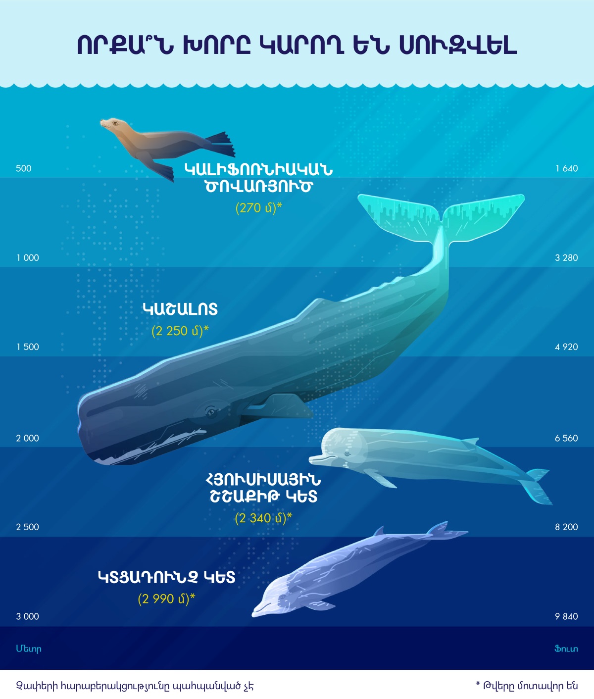 Ինֆոգրաֆիկ պատկեր, որը ցույց է տալիս չորս ծովային կաթնասունների սուզման խորությունը։ 1. Կալիֆոռնիական ծովառյուծ. 270 մետր։ 2. Կաշալոտ. 2 250 մետր։ 3. Հյուսիսային շշաքիթ կետ. 2 340 մետր։ 4. Կտցադունչ կետ. 2 990 մետր