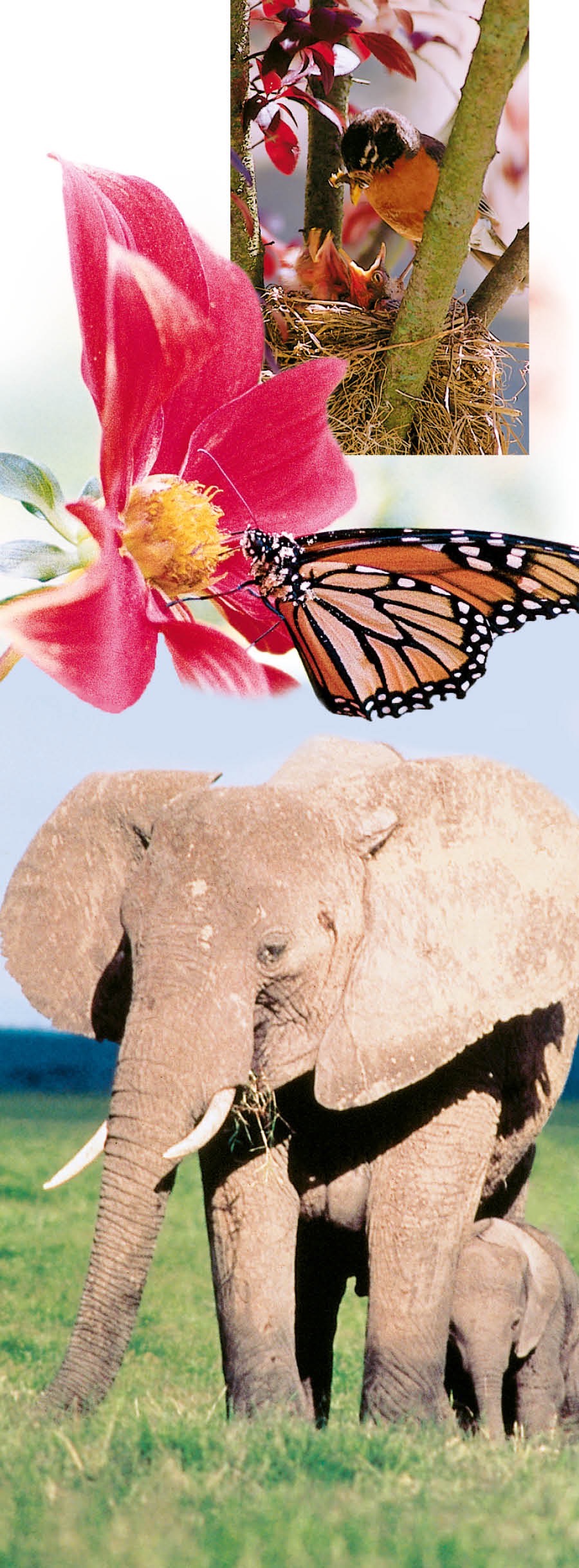 Թռչուններ, ծաղիկ, թիթեռնիկ, փիղերBirds, a flower, a butterfly, and elephants