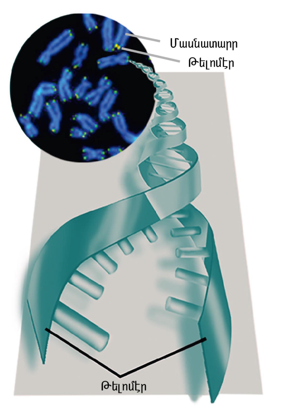 Թելոմէրներ եւ մասնատարրերTelomeres and chromosomes
