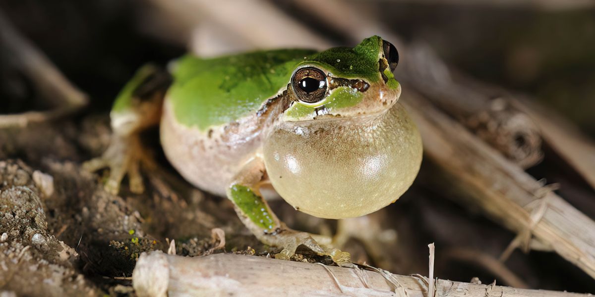 Seekor katak pohon Jepang, dengan kantong suara yang mengembang.