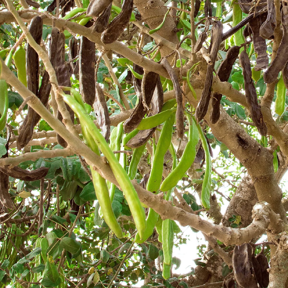 Polong dari Pohon Carob